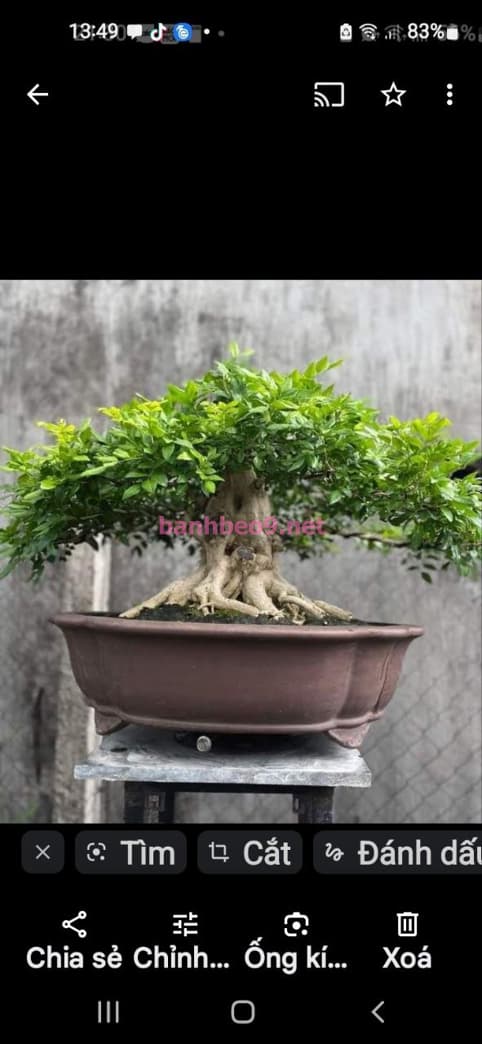 ❤️CÓ CLIP SEXY❤️ BÉ TIỂU QUYÊN XINH GÁI MIỀN TÂY CHÂN DÀI DA TRĂNG LÀM TÌNH SIÊU ĐẲNG NHƯ NGƯỜI YÊU